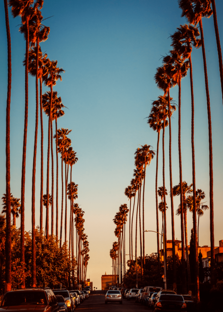 Los Angeles street during sunset with palms trees on both sides